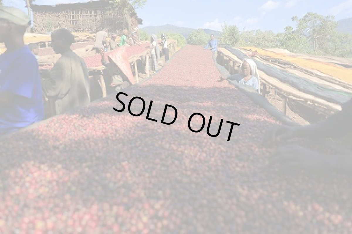 画像2: エチオピア・グジ・ゲイシャジャスミンG1 (2)