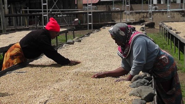 タンザニア産シカツノコガネ 18mm タンザニア産タンザナイト 2.835ct