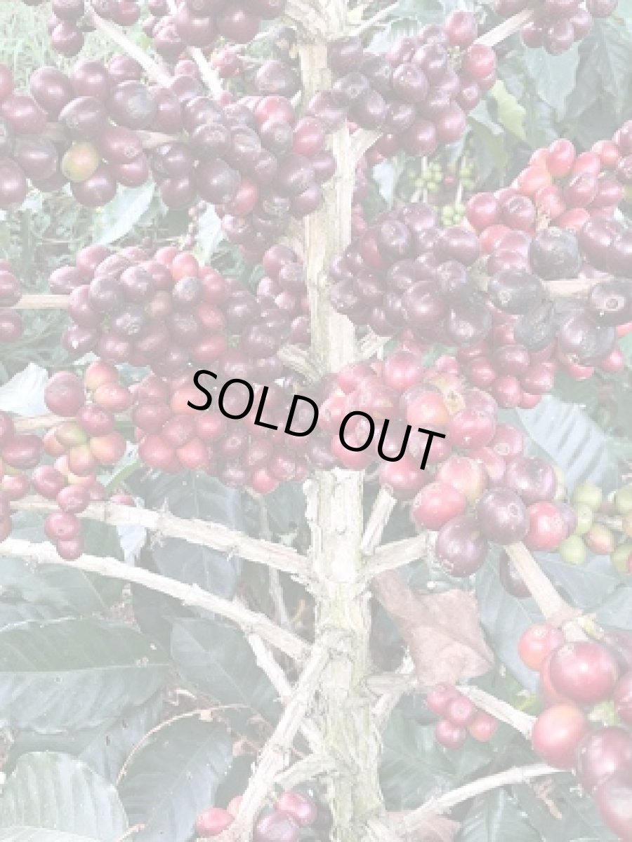 画像5: ブラジル150g　コロンビア150g　4周年セット (5)